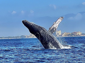 A majestic humpback whale breaches the surface, showcasing its powerful tail in a stunning display of nature's beauty — a captivating moment for wildlife enthusiasts.
