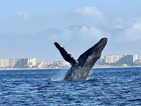 A majestic whale breaches the surface of the water, showcasing its impressive size against a coastal backdrop — a breathtaking moment for wildlife enthusiasts.