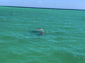 A pair of dolphins swim gracefully in the clear turquoise waters, showcasing the beauty of marine wildlife in their natural habitat.