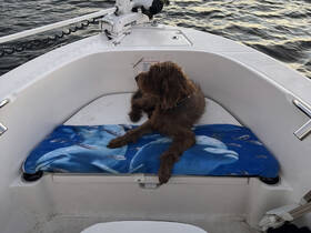 A dog relaxes on a cushioned seat inside a boat, showcasing a cozy interior space perfect for pet-friendly outings on the water.
