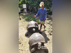 A man interacts with giant tortoises in a lush outdoor setting, showcasing a unique wildlife experience.