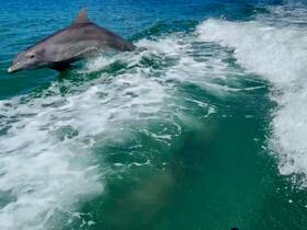 A playful dolphin leaps out of the water, showcasing its agility and grace in the vibrant blue ocean — a captivating moment for wildlife enthusiasts.