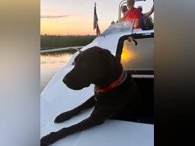 A black dog relaxes on the deck of a boat at sunset, with people enjoying the view in the background — a perfect moment for pet lovers on the water.