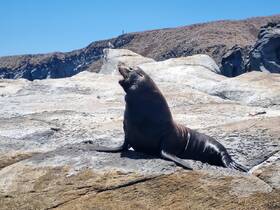 A majestic seal basks on rocky terrain, showcasing its natural habitat — a captivating moment for wildlife enthusiasts.