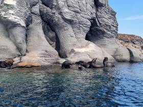 A group of seals basking on rocky shores, showcasing the beauty of marine wildlife in their natural habitat.