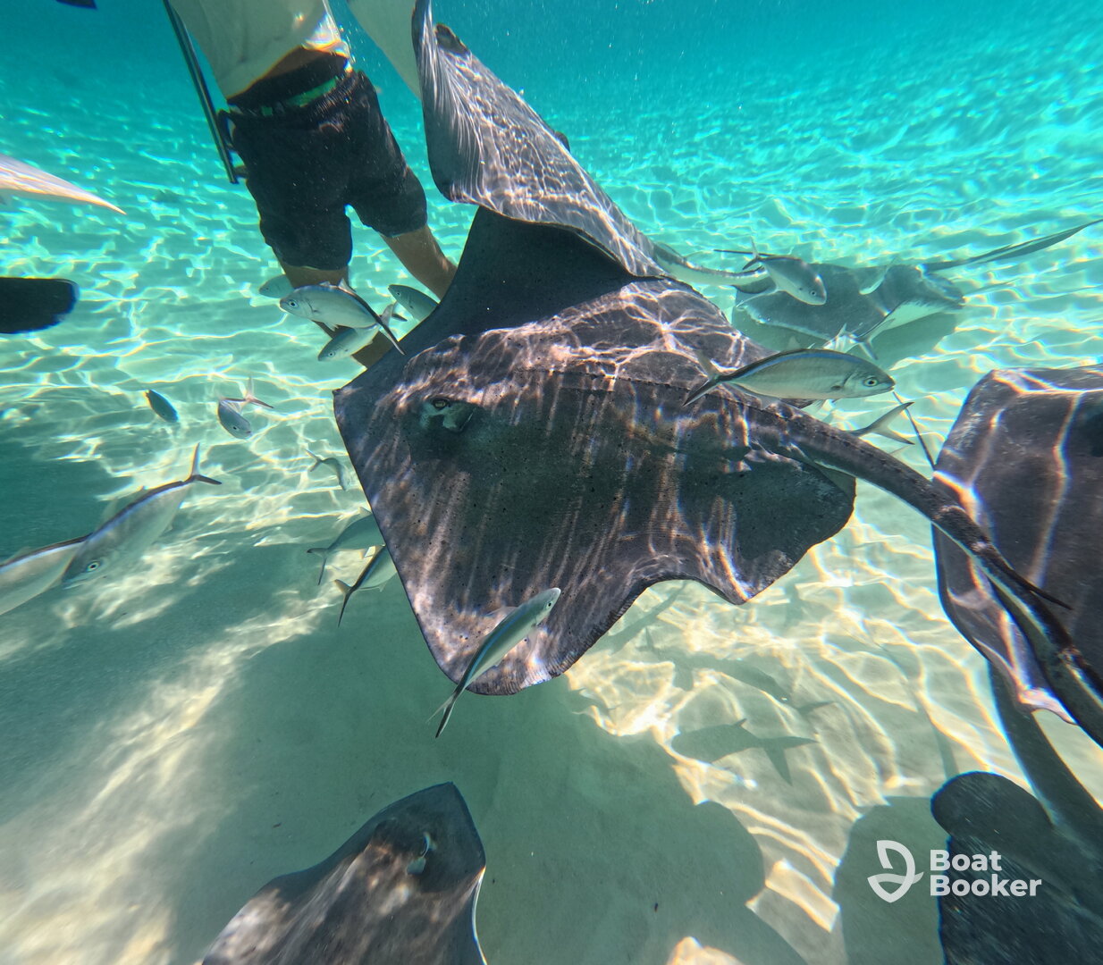 Blue Pearl Charters Cayman