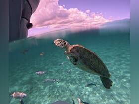 A stunning underwater shot of a sea turtle swimming gracefully among fish in crystal-clear waters, showcasing the beauty of marine wildlife.