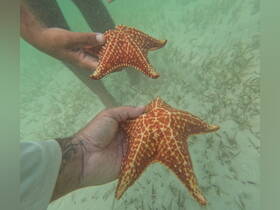 Two individuals hold vibrant starfish underwater, showcasing a unique human-animal interaction in a beautiful marine environment.