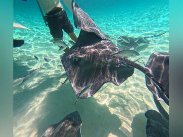 Blue Pearl Charters Cayman