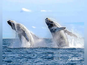Two majestic whales breach the surface of the ocean, showcasing their incredible size and grace — a breathtaking moment in marine wildlife observation.