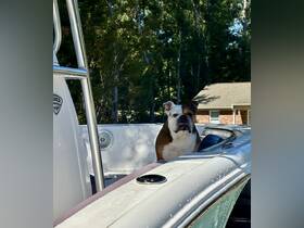 A charming bulldog sits on the edge of a boat, enjoying the outdoors — a perfect companion for boating adventures.