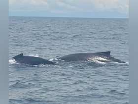 A stunning view of two whales swimming gracefully in the ocean, showcasing the beauty of marine wildlife in their natural habitat.
