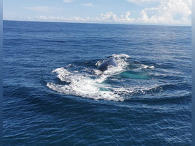A majestic whale surfaces in the open ocean, showcasing the beauty of marine wildlife — a breathtaking moment for nature enthusiasts and whale watchers.