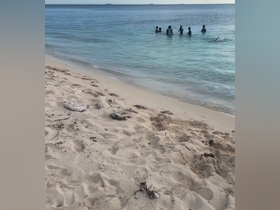 A group of people enjoys a refreshing swim in the clear waters near the beach, capturing the essence of a fun day in the sun.