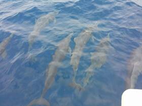 A group of dolphins swims gracefully beneath the surface, showcasing the beauty of marine wildlife in their natural habitat.