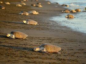 A serene scene of turtles resting on the beach, showcasing the beauty of wildlife in their natural habitat.