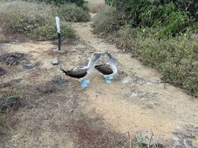 Two blue-footed boobies interact on a sandy path, showcasing their unique coloration and behavior — a fascinating sight for wildlife enthusiasts.