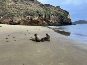 Two playful seals bask on the sandy beach, surrounded by stunning coastal cliffs — a perfect wildlife encounter in a serene natural setting.