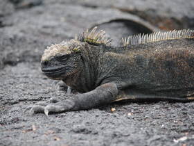 A close-up of a Galápagos iguana resting on volcanic rock, showcasing its unique texture and features — a fascinating glimpse into the wildlife of the Galápagos Islands.