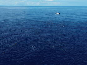 A serene aerial view of a fishing boat on the vast ocean, surrounded by schools of fish — a perfect scene for marine enthusiasts and fishing adventures.
