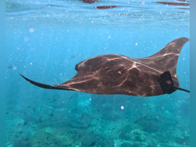 A stunning close-up of a stingray gliding gracefully through crystal-clear waters, showcasing the beauty of marine wildlife.
