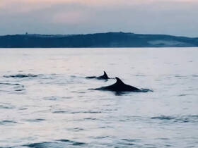 A serene moment capturing dolphins swimming gracefully in the ocean, showcasing the beauty of marine wildlife.