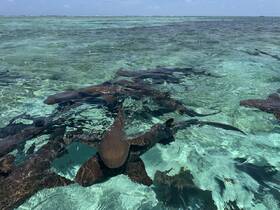A stunning underwater scene featuring a group of sharks swimming in crystal-clear waters, showcasing the vibrant marine life of the area.
