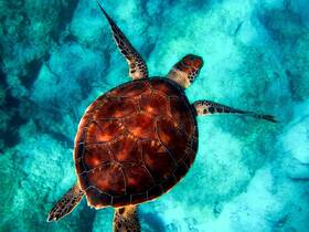 A stunning close-up of a sea turtle gliding gracefully through crystal-clear waters, showcasing the beauty of marine wildlife.
