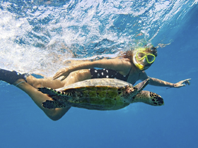 A snorkeler interacts with a beautiful sea turtle underwater, showcasing a unique wildlife encounter in a vibrant marine environment.