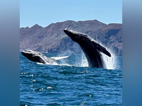 Charter Image