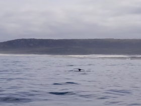 A majestic whale's tail surfaces in the ocean, showcasing the beauty of marine wildlife in its natural habitat.
