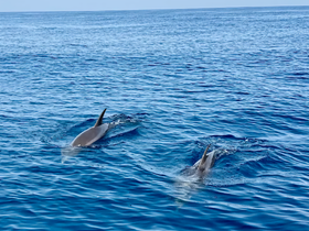 Two dolphins swim gracefully in the clear blue waters, showcasing the beauty of marine wildlife in their natural habitat.