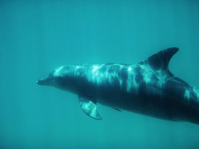 A stunning underwater shot of a dolphin swimming gracefully through clear blue waters, showcasing the beauty of marine wildlife.