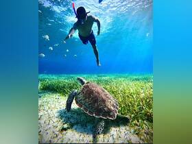 A snorkeler interacts with a sea turtle while exploring vibrant underwater life — a captivating moment in marine wildlife encounters.