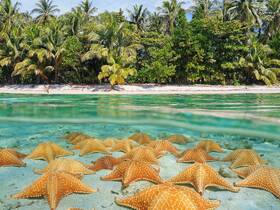 A stunning underwater view of starfish resting on the sandy bottom, surrounded by lush tropical vegetation — a captivating glimpse into marine wildlife in a serene setting.