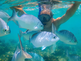 A snorkeler interacts with a school of fish in crystal-clear waters, showcasing the vibrant marine life and underwater adventure.