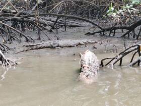 A crocodile rests in a mangrove habitat, showcasing the unique wildlife found in these ecosystems. Perfect for nature enthusiasts and wildlife photographers.