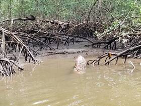 A crocodile rests among the mangroves, showcasing the unique wildlife found in this natural habitat.