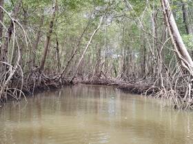 A serene view of a winding mangrove waterway, showcasing the lush greenery and tranquil waters — perfect for eco-tours and nature exploration.