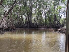 A serene view of a winding waterway surrounded by lush mangroves, perfect for eco-tours and nature exploration.