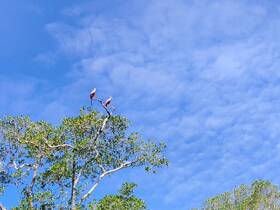 Two beautiful birds perched on a branch against a clear blue sky, showcasing the serene beauty of nature.