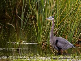 A majestic heron stands gracefully in shallow waters, surrounded by lush greenery — a beautiful representation of wildlife in its natural habitat.
