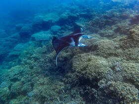 A graceful stingray glides over a vibrant coral reef, showcasing the beauty of underwater wildlife in its natural habitat.