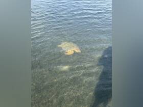 A serene underwater view of a turtle swimming through seagrass, showcasing the beauty of marine wildlife in its natural habitat.