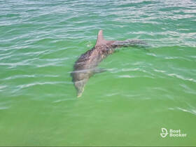 A dolphin gracefully swims through the clear green waters, showcasing the beauty of marine wildlife in its natural habitat.