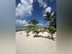 A serene beach scene featuring palm trees and a sandy area, ideal for relaxation and enjoying the tropical atmosphere.
