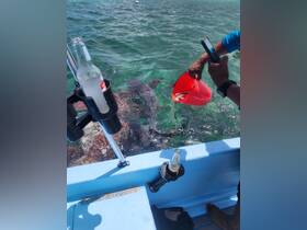A thrilling moment as a person feeds sharks from a boat, showcasing the excitement of wildlife encounters in crystal-clear waters.