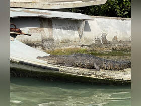 A close-up view of a crocodile resting on a boat, showcasing the unique wildlife found in coastal areas.