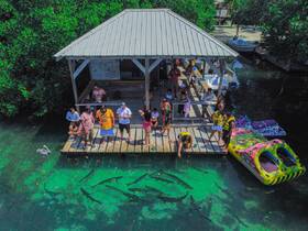 A lively group enjoys a day by the water, interacting with sharks while having fun on a dock — a thrilling wildlife experience in a tropical setting.