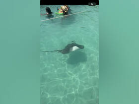 A stingray glides through the clear waters while children enjoy a fun day swimming nearby — a memorable wildlife encounter in a tropical paradise.